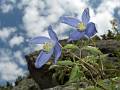 F45 Clematite des alpes de Antoine Robin Prevallee 
